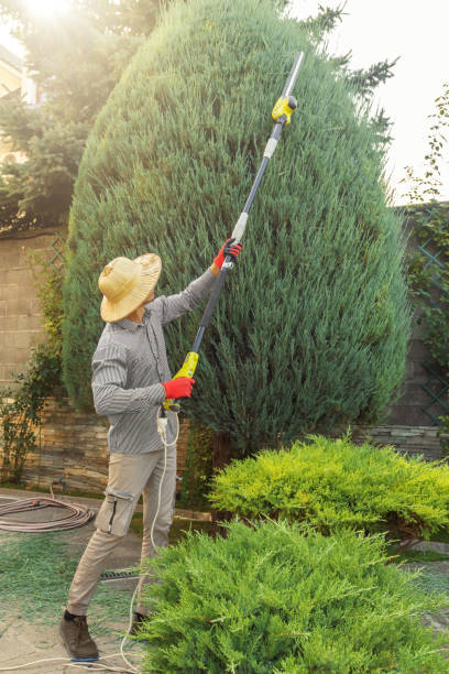 Best Tree Trimming and Pruning  in Riverdale Park, CA